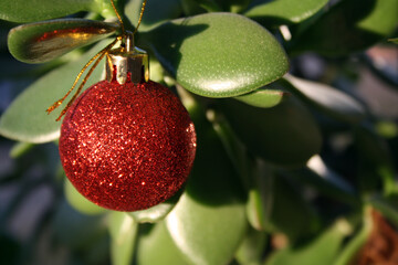 Obraz premium Red ball on a green plant.