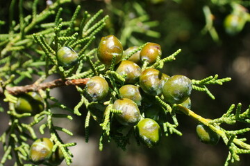 Mediterranean Juniper (Juniperus turbinata)