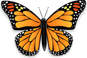 Beautiful butterfly with orange wings, view from above, white background , graphic drawing. Monarch butterfly. Design element for decoration, wallpaper, card. Vector illustration