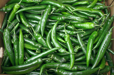harvest of green hot chili peppers