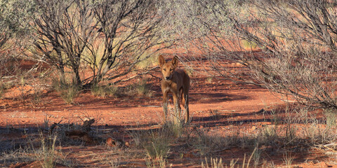 Wild dog Dingo in the wild nature, travel around Australia. Savannah. The Tanami Desert. Wildlife