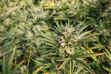 Naklejka na ściany i meble Strain of Cannabis Plants growing in a Garden