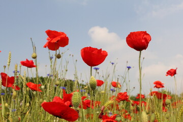 a row red poppies closeup in a field margin with cornflowers and a blue sky with clouds in the background