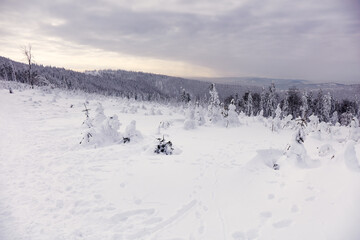 Winter panorama in the mountains. In the foreground, young trees covered with snow and ice. Beskidy Mountains, Poland