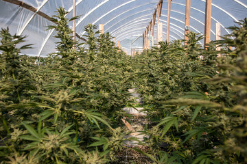 Cannabis Plants growing inside a greenhouse