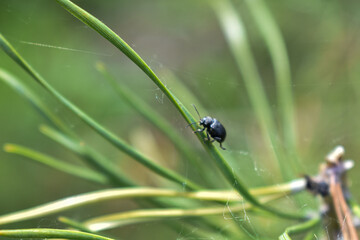insects on a tree branch in the forest