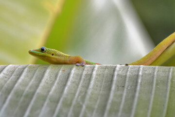 Madagascar Gecko on a banana tree in Hawaii