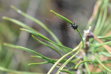 insects on a tree branch in the forest