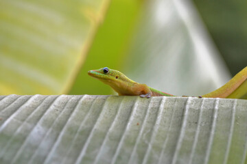 Madagascar Gecko on a banana tree in Hawaii