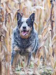 Funny adult dog in a corn field. Blue Heeler is working breed  of Australian Cattles.