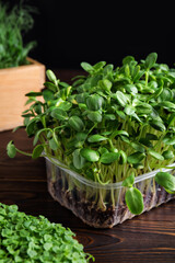 Fototapeta premium Fresh organic microgreens in containers on wooden table