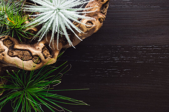 Mixed Tillandsia with Grapewood on Wood Background