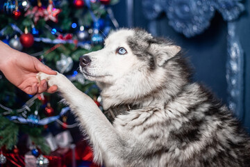 Husky gives a paw to a person against the background of a Christmas tree.