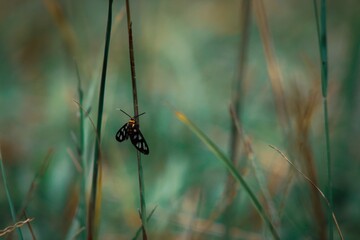 spider on the grass