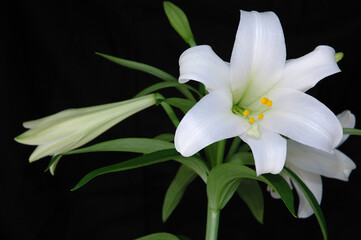 White Easter Lilly against a balck background
