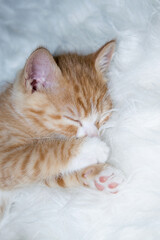 Obraz premium Small cat with blond fur sleeping