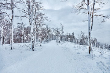 Fototapeta na wymiar In winter, a trail in the mountains surrounded by snow-covered trees, Beskidy Mountains, Poland