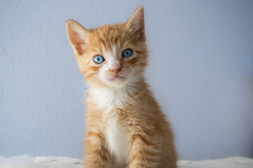 Small cat with blond fur looking at the camera