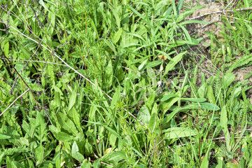 insects on a tree branch in the forest