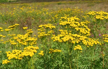 Yellow tansy flowers in the field, closeup
