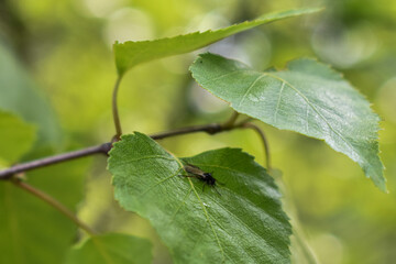 insects on a tree branch in the forest