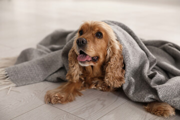 Cute English cocker spaniel dog with grey plaid on floor
