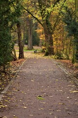 Path in the park surrounded by trees in autumn