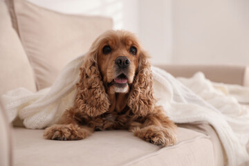 Cute English cocker spaniel dog with plaid on sofa
