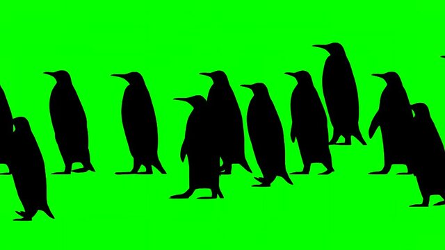 Penguins walking, animation on the green background
