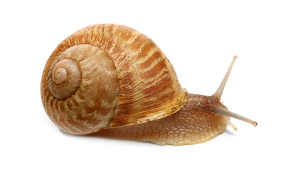 Common garden snail crawling on white background