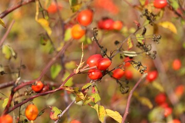    Rose hips close up.  Red berries in autumn