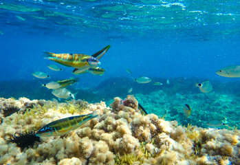 Naklejka na ściany i meble Marine life is a beautiful underwater world. Beautiful fish under the sea. Colorful fish. The Mediterranean Sea