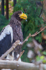 Portrait of an eagle sitting on a branch. In the background is a green forest.