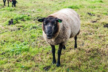 Dutch brown sheep on the grass. Sheep in Zaanse Schans.