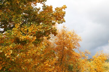 Autumn trees against a gray sky.   Yellow trees against the sky