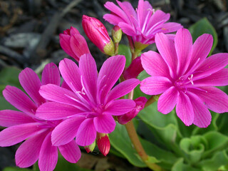 Pink Bitterroot flower