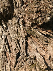 gnarly tree trunk close-up