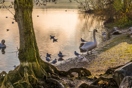 Wildfowl on the shore of Pitsford Reservoir, UK at sunset in winter