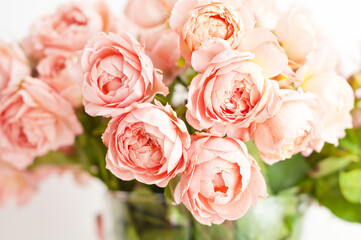 Bouquet of peony pink roses of juliet. Coral flowers, floral background.