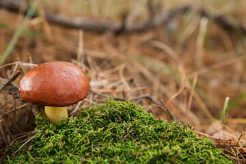 Brown boletus mushroom growing in forest, closeup