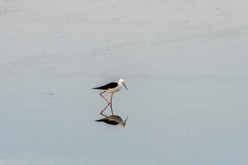 Black-winged Stilt on a pond in an early autumn morning near Zikhron Ya'akov, Israel. 