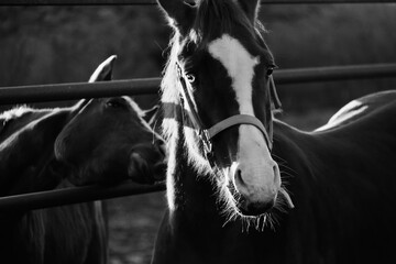 Funny young horses on farm in black and white.