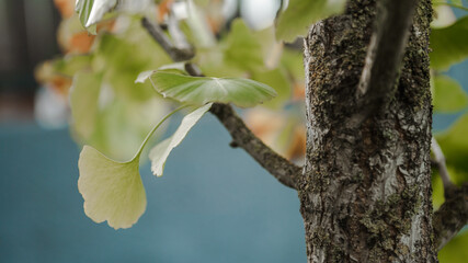 Thin tree trunk closeup. Cracked bark of the young Ginkgo Biloba tree in autumn