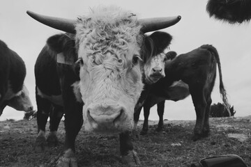 Curious horned Hereford bull with herd of cattle close up on farm.