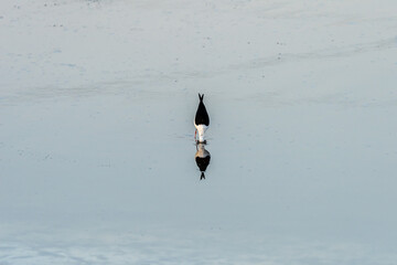 Black-winged Stilt on a pond in an early autumn morning near Zikhron Ya'akov, Israel. 