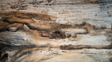 Beautiful natural old wooden tree surface. Felled tree trunk or stump texture