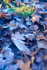 Beautiful background with frozen leaves