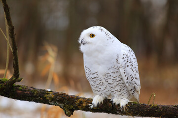 Snowy owl (Bubo scandiacus) sitting on a tree branch.