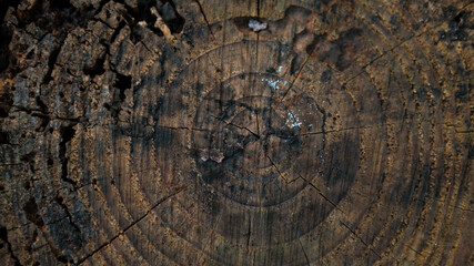 Fototapeta premium Beautiful and natural old wooden tree cut surface. Detailed of felled tree trunk