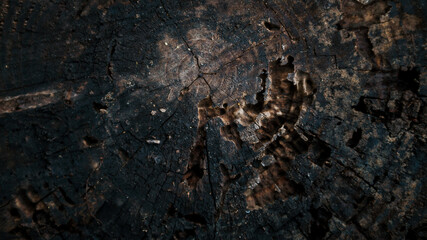 Beautiful and natural old wooden tree cut surface. Detailed of felled tree trunk